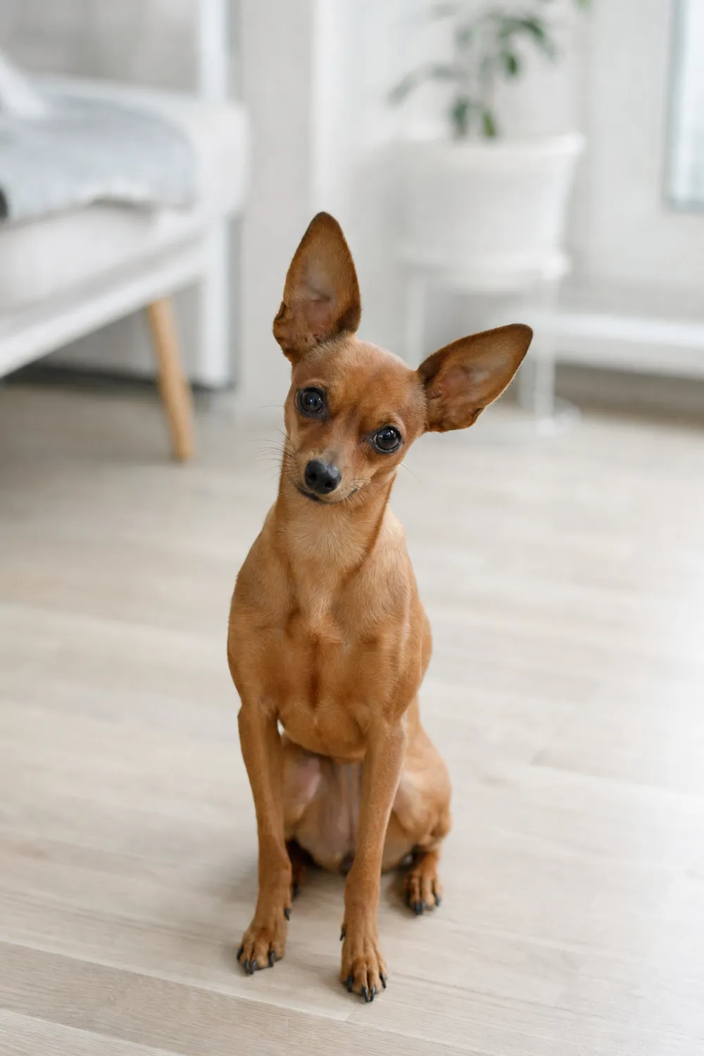 Jeune Petit chien russe attentif et éveillé, assis dans une pièce claire, l’air en bonne santé